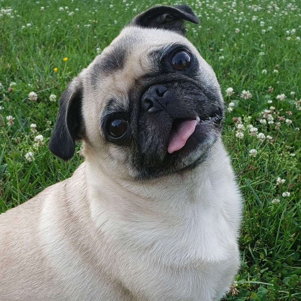 Meet your Posher, Lee